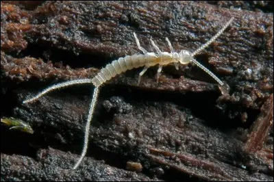 Quel adjectif qualifie les animaux qui vivent dans les grottes ?