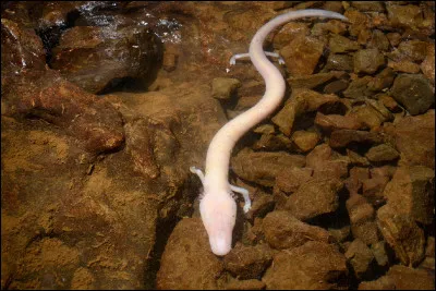 Quel est le nom de cet animal qui vit dans les grottes ?