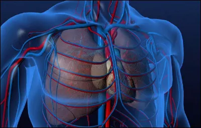 Combien de veines caves les humains ont-ils ?