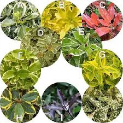 Qu'est-ce qu'un arbre à feuilles persistantes ?