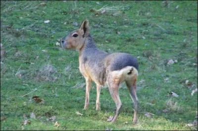 Quel est cet animal ?