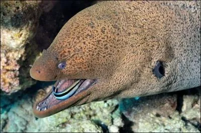 Quel est cet animal ?