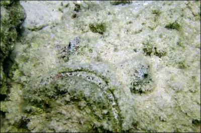 Quel est cet animal ?