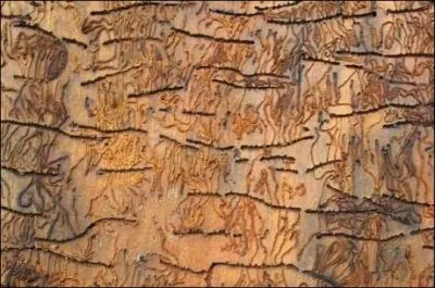 Quel est cet animal ?