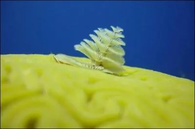 Quel est cet animal ?