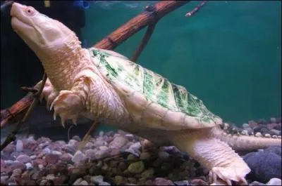 Quel est cet animal ?