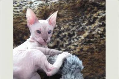 Quel est cet animal ?