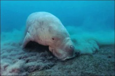 Quel est cet animal ?