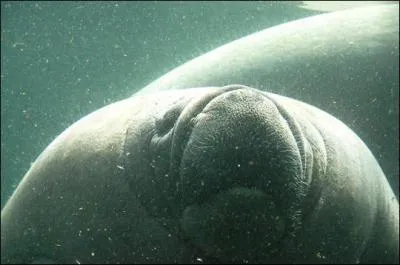 Quel est cet animal ?