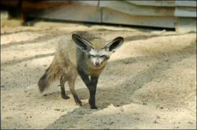 Quel est cet animal ?