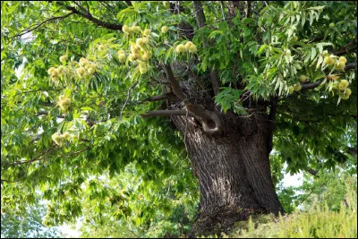 Quel est cet arbre, parfois touché par la maladie de l'encre ?