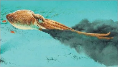 Sous quel nom l'encre de seiche est-elle connue ?