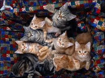 Aimes-tu les chats ?
