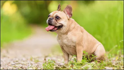 Aimes-tu les chiens ?