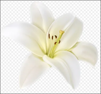 Quelle est cette fleur ?