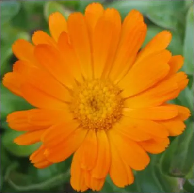 Quelle est cette fleur ?