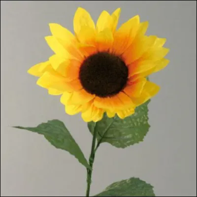 Quelle est cette fleur ?