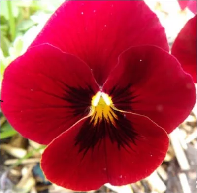 Quelle est cette fleur ?