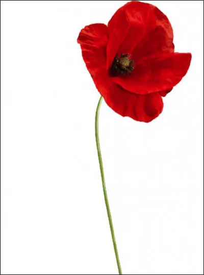 Quelle est cette fleur ?