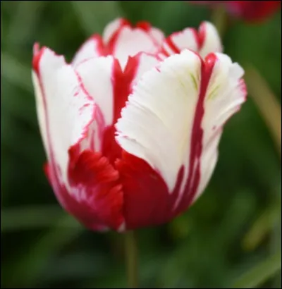 Quelle est cette fleur ?