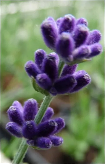 Quelle est cette fleur ?