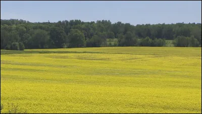 Combien y a-t-il de Clans ?