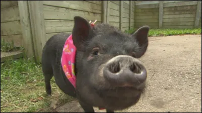 Qu'est-ce qu'un "big data" ?