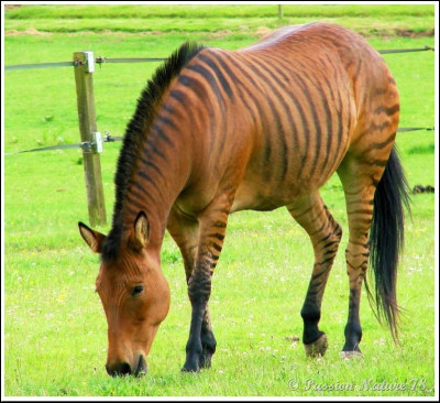 Quel est le croisement entre un zèbre et un cheval ?