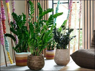 Je vous laisse quelques minutes, je dois aller soigner mes plantes, d'aucuns disent que j'ai la ... !