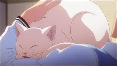 Comment s'appelle le chat que Sorata a recueilli ?