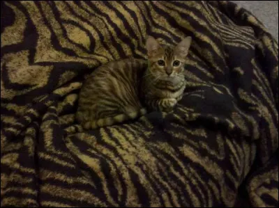 Do you see the rainbow ?
I will travel by ---- to go to England.


(Vois-tu l'arc-en-ciel ?)
(Je voyagerai par la mer pour aller en Angleterre.)