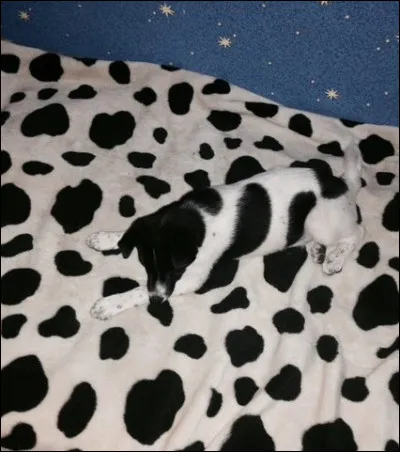 Lili let out a wail.
Have you ever heard ---- vocalization ?


(Lili poussa un gémissement.)
(As-tu déjà entendu les vocalisations de baleine ?)