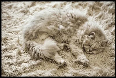 A fowl is a bird of the order Galliformes.
Don't drink, it's a ----, swampy water.


(Une volaille est un oiseau de la famille des gallinacés.)
(Ne bois pas, c'est une eau dégoûtante, contaminée.)