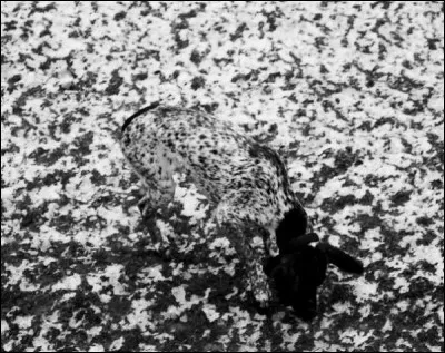 Is it a male or a female ?
You have received ----.


(Est-ce un mâle ou une femelle ?)
(Vous avez reçu du courrier.)