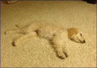 There are many bugs in the garden.
We found a room at the ----.


(Il y a plein d'insectes dans le jardin.)
(On a trouvé une chambre à l'auberge.)