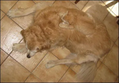 Sioux is another term for the Dakota people of North America or their language.
He didn't have a ----.


(Sioux est un autre terme pour les habitants du Dakota d'Amérique du Nord ou leur langue.)
(Il n'avait pas un sou.)