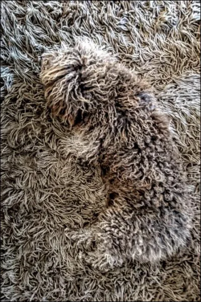 Pleased to meet you !
I never go to the butcher : I don't eat ----.


(Ravi de vous rencontrer !)
(Je ne vais jamais chez le boucher : je ne mange pas de viande.)