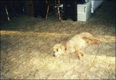 There is an ad on the television.
Let's ---- some sugar.


(Il y a une pub à la télévision.)
(Ajoutons du sucre.)