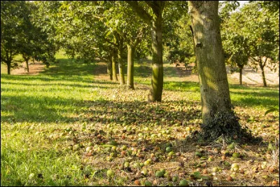 Quel est le nom de la monoculture du noyer ?
