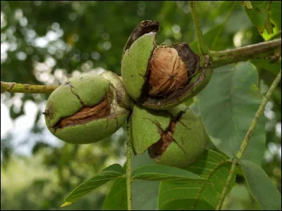 Quel est le nom de l'enveloppe épaisse recouvrant les noix jusqu'à la maturité ?