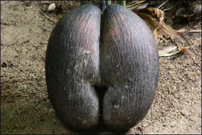Quel poids peut atteindre un coco-fesse (noix bilobée) ?