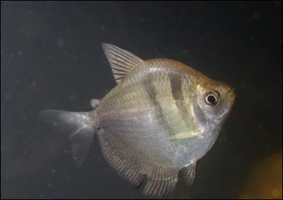 A connu l'épreuve du feu, c'est la...