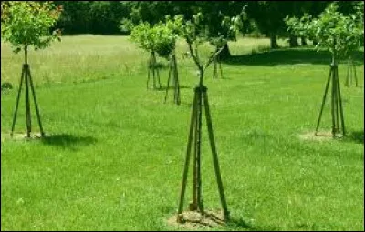 À quoi sert de tuteurer un jeune arbre ?