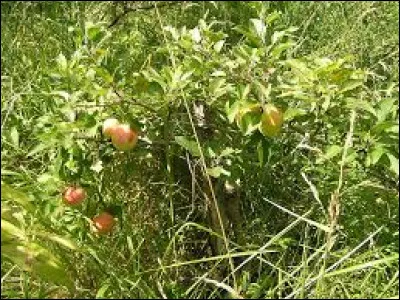 Un pommier en cordon produit...