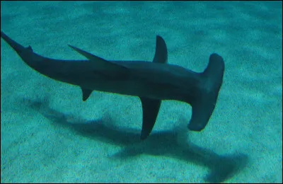 Que fait Michael pour arrêter de trembler et ne plus penser aux requins ?