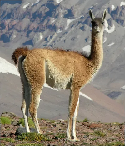 Quel est ce camélidé sauvage herbivore qui vit en Amérique du Sud dans les hautes montagnes jusqu'à 4 000 mètres ?