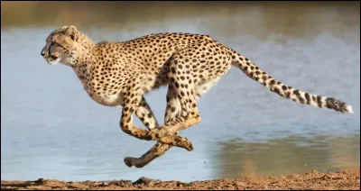 Quel est ce félin carnivore vivant en Afrique, considéré comme l'animal terrestre le plus rapide du monde pouvant atteindre 112 km/h ?