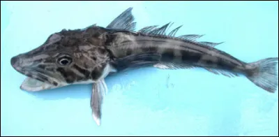 Quel est ce poisson qui vit à une profondeur de 1 000 mètres dans les eaux froides de l'Antarctique ?