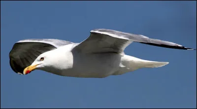 Quel est cet oiseau marin côtier, gris et blanc avec des pieds palmés et un long bec ?