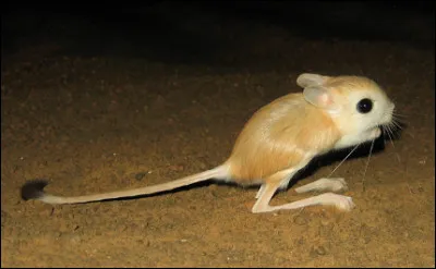 Quel est ce petit mammifère rongeur nocturne avec de grandes pattes postérieures et une très grande queue ?